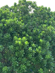 Barringtonia asiatica
