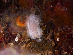 Goniodoris nodosa