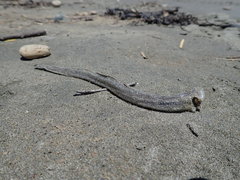 Gnathophis