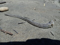 Gnathophis