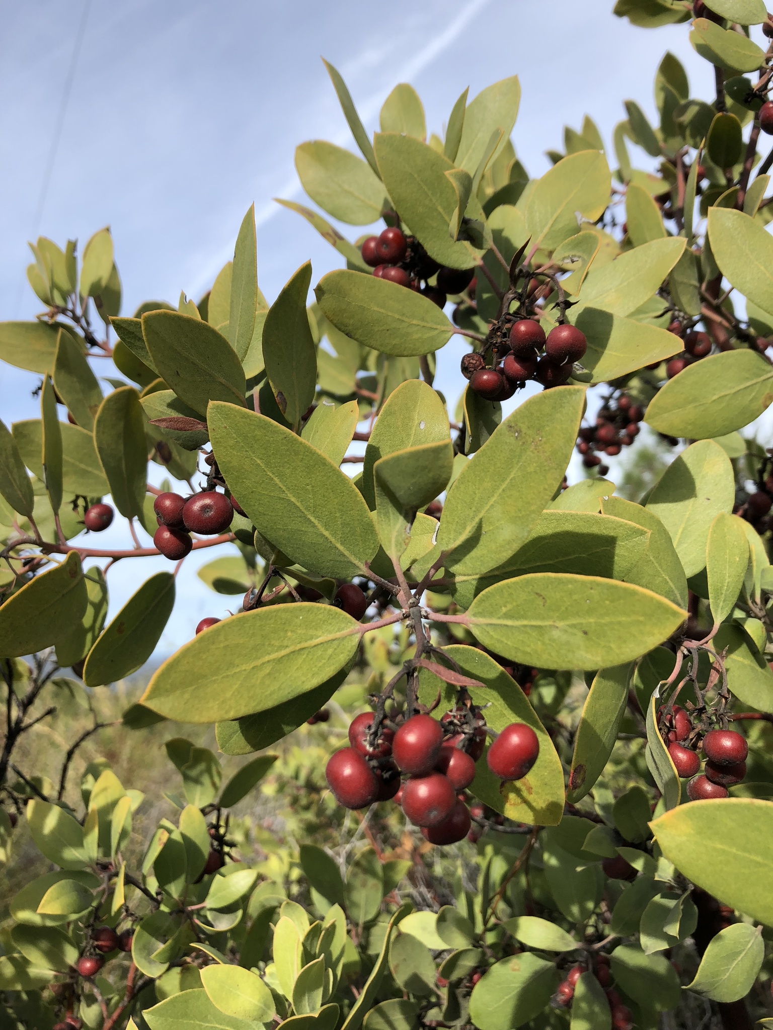 Arctostaphylos glandulosa ssp. cushingiana