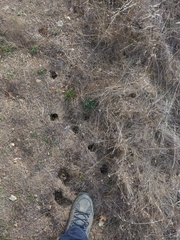 Microtus californicus