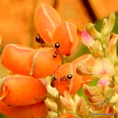Meranoplus bicolor