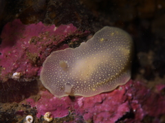 Cadlina laevis