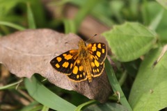 Metisella midas midas