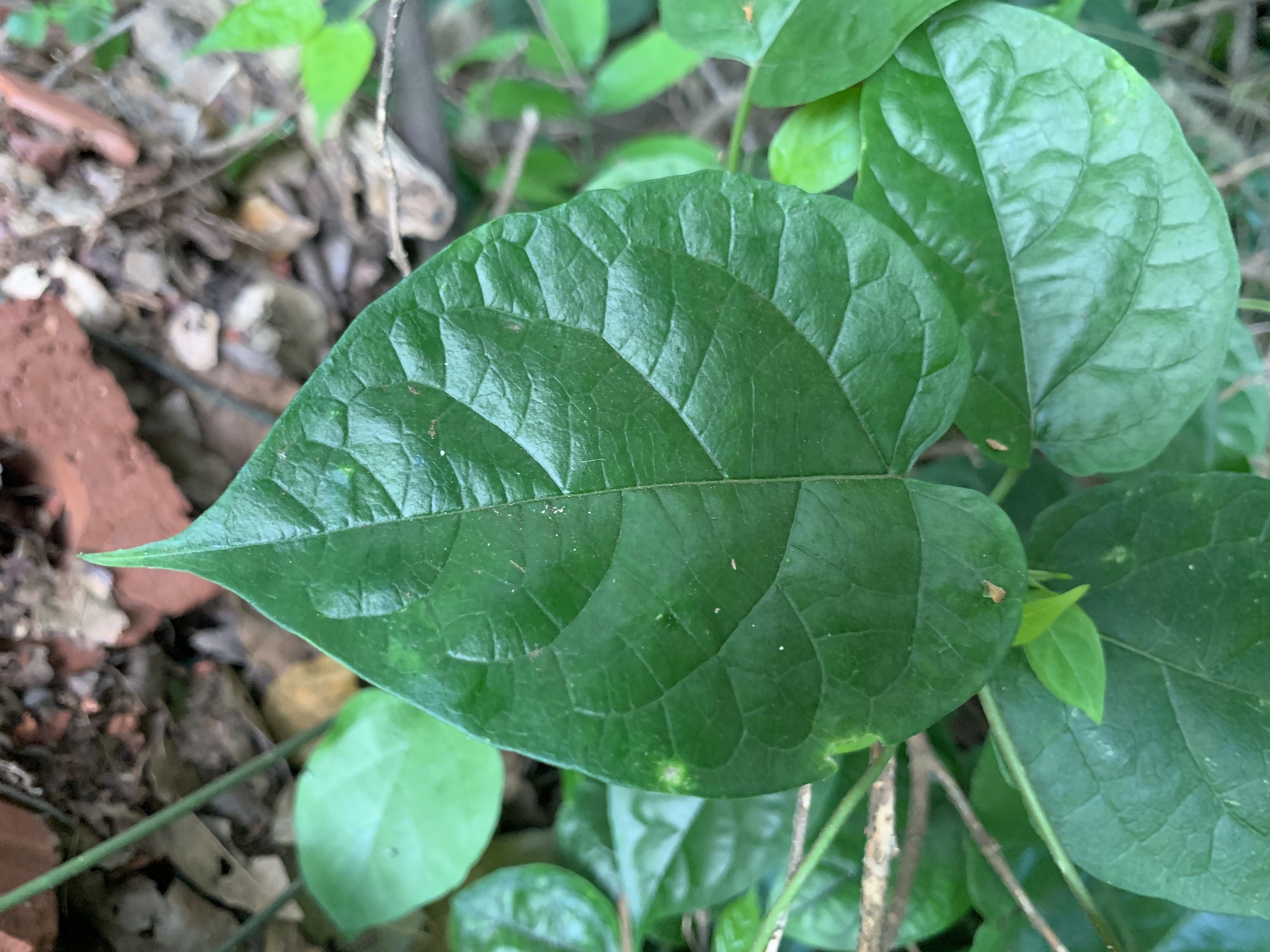 Telosma africana