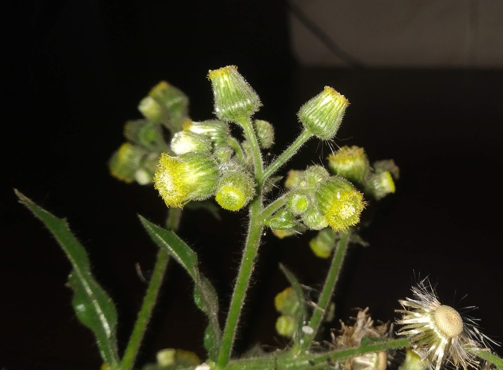 Blumea sinuata