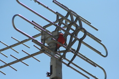 Pyrocephalus rubinus