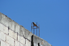 Pyrocephalus rubinus