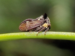 Acanthuchus trispinifer