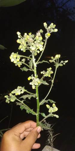 Blumea sinuata