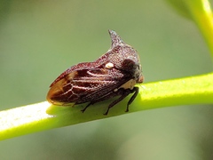 Acanthuchus trispinifer