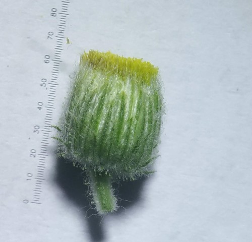 Blumea sinuata