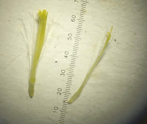 Blumea sinuata