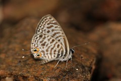 Leptotes