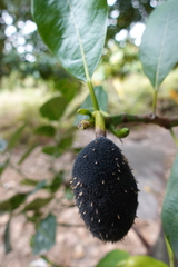 Artocarpus heterophyllus