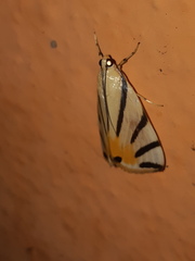 Dichogama prognealis