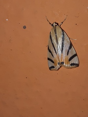 Dichogama prognealis