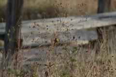 Empidonax fulvifrons