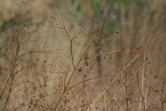 Empidonax fulvifrons