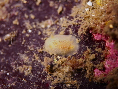 Acanthodoris pilosa