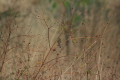 Empidonax fulvifrons