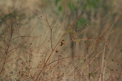 Empidonax fulvifrons