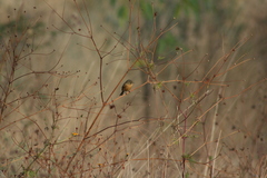 Empidonax fulvifrons