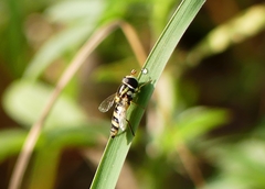 Ischiodon