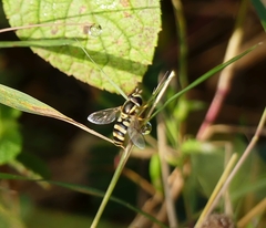 Ischiodon