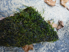 Podostemum ceratophyllum