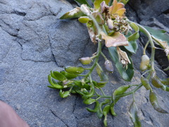 Draba grandis