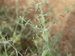 Dicliptera paniculata
