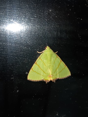 Eulepidotis viridissima