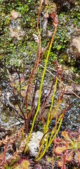 Schizaea