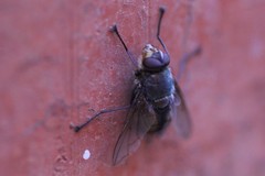Microrutilia