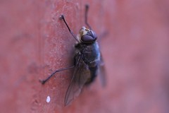 Microrutilia