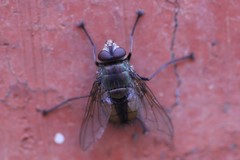 Microrutilia