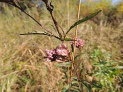 Eupatorium lindleyanum