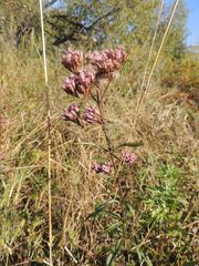 Eupatorium lindleyanum
