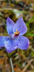 Thelymitra pulchella