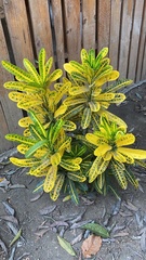 Codiaeum variegatum
