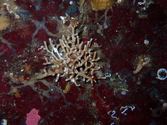 Heteropora alaskensis