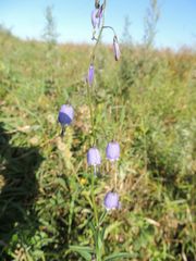 Adenophora stenanthina