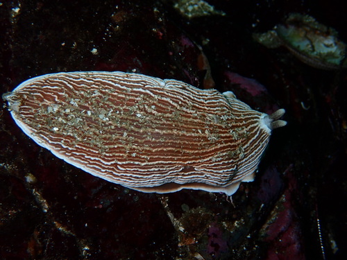Striped Nudibranch