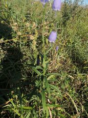 Adenophora stenanthina