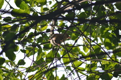 Cacomantis merulinus