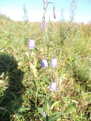 Adenophora stenanthina