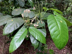 Oxyanthus pyriformis