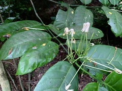 Oxyanthus pyriformis
